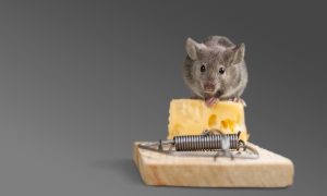mousetrap with cheese and mouse